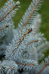 Bonny Blue Blue Spruce (Picea pungens 'Bonny Blue') at Parkland Garden Centre