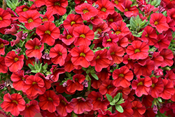Superbells Red Calibrachoa (Calibrachoa 'INCALIMRED') at Parkland Garden Centre