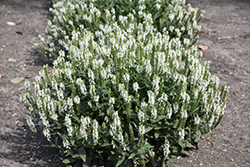 Lyrical White Meadow Sage (Salvia nemorosa 'Florsalwhite') at Parkland Garden Centre