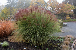 Morning Light Maiden Grass (Miscanthus sinensis 'Morning Light') at Parkland Garden Centre