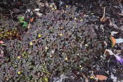 Zinfandel Shamrock (Oxalis vulcanicola 'Zinfandel') at Parkland Garden Centre