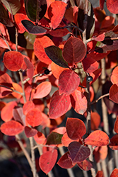 Viking Chokeberry (Aronia x prunifolia 'Viking') at Parkland Garden Centre