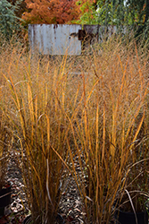 Northwind Switch Grass (Panicum virgatum 'Northwind') at Parkland Garden Centre