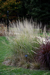 Prairie Dropseed (Sporobolus heterolepis) at Parkland Garden Centre