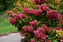 Diamond Rouge Hydrangea (Hydrangea paniculata 'Rendia') at Parkland Garden Centre