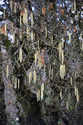 Harry Lauder's Walking Stick (Corylus avellana 'Contorta') at Parkland Garden Centre