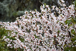 Nanking Cherry (Prunus tomentosa) at Parkland Garden Centre