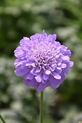 Flutter Deep Blue Pincushion Flower (Scabiosa columbaria 'Balfluttdelu') at Parkland Garden Centre