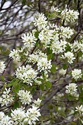 Martin Saskatoon (Amelanchier alnifolia 'Martin') at Parkland Garden Centre