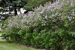 Katherine Havemeyer Lilac (Syringa vulgaris 'Katherine Havemeyer') at Parkland Garden Centre