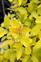 Neon Burst Dogwood (Cornus alba 'ByBoughen') at Parkland Garden Centre