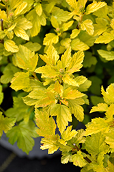 Tiny Wine Gold Ninebark (Physocarpus opulifolius 'SMNPOTWG') at Parkland Garden Centre