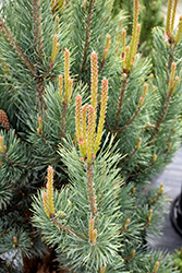 Dwarf Blue Scotch Pine (Pinus sylvestris 'Glauca Nana') at Parkland Garden Centre