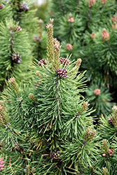 Big Tuna Mugo Pine (Pinus mugo 'Big Tuna') at Parkland Garden Centre