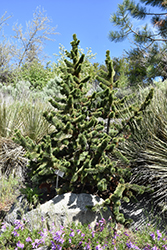 Bristlecone Pine (Pinus aristata) at Parkland Garden Centre