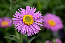 Happy End Alpine Aster (Aster alpinus 'Happy End') at Parkland Garden Centre