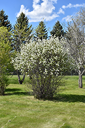 Smokey Saskatoon (Amelanchier alnifolia 'Smokey') at Parkland Garden Centre