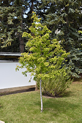 Amur Maple (tree form) (Acer ginnala '(tree form)') at Parkland Garden Centre