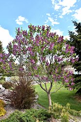 Sensation Lilac (Syringa vulgaris 'Sensation') at Parkland Garden Centre