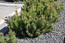 Dwarf Mugo Pine (Pinus mugo var. pumilio) at Parkland Garden Centre