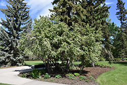 Thiessen Saskatoon (Amelanchier alnifolia 'Thiessen') at Parkland Garden Centre