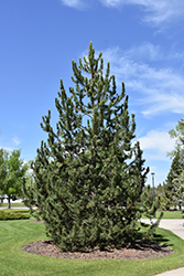 Mountain Pine (Pinus uncinata) at Parkland Garden Centre
