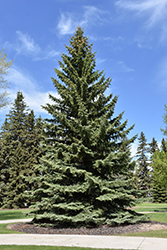 Blue Colorado Spruce (Picea pungens 'var. glauca') at Parkland Garden Centre
