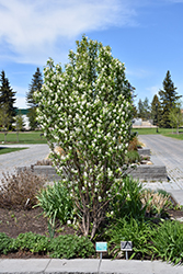 Standing Ovation Saskatoon Berry (Amelanchier alnifolia 'Obelisk') at Parkland Garden Centre
