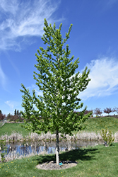 Assiniboine Poplar (Populus 'Assiniboine') at Parkland Garden Centre