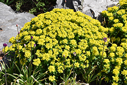 Cushion Spurge (Euphorbia polychroma) at Parkland Garden Centre