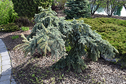Weeping Blue Spruce (Picea pungens 'Pendula') at Parkland Garden Centre