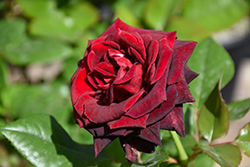 Black Baccara Rose (Rosa 'Black Baccara') at Parkland Garden Centre