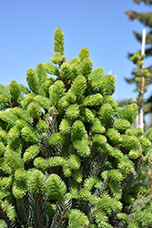 Christina Columnar Spruce (Picea abies 'Christina') at Parkland Garden Centre