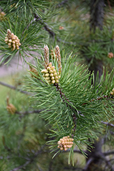 Lodgepole Pine (Pinus contorta 'var. latifolia') at Parkland Garden Centre