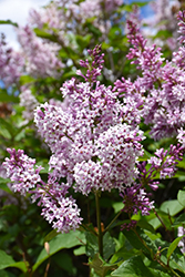 Minuet Lilac (Syringa x prestoniae 'Minuet') at Parkland Garden Centre