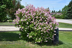 Minuet Lilac (Syringa x prestoniae 'Minuet') at Parkland Garden Centre