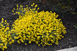 Bangle Dyers Greenwood (Genista lydia 'Select') at Parkland Garden Centre