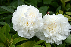 Duchesse de Nemours Peony (Paeonia 'Duchesse de Nemours') at Parkland Garden Centre