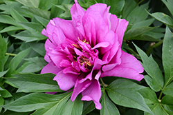 Morning Lilac Peony (Paeonia 'Morning Lilac') at Parkland Garden Centre