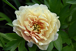 Canary Brilliants Peony (Paeonia 'Canary Brilliants') at Parkland Garden Centre