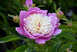 Bowl Of Beauty Peony (Paeonia 'Bowl Of Beauty') at Parkland Garden Centre