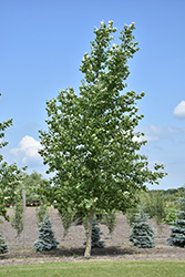 Northwest Poplar (Populus x jackii 'Northwest') at Parkland Garden Centre