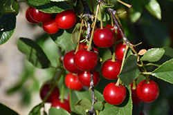 Carmine Jewel Cherry (tree form) (Prunus 'Carmine Jewel (tree form)') at Parkland Garden Centre