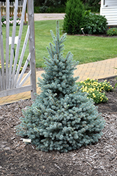 Sester Dwarf Blue Spruce (Picea pungens 'Sester Dwarf') at Parkland Garden Centre