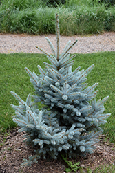 Bonny Blue Blue Spruce (Picea pungens 'Bonny Blue') at Parkland Garden Centre