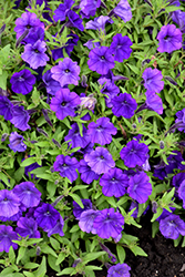 ColorRush Blue Petunia (Petunia 'Balcushlu') at Parkland Garden Centre