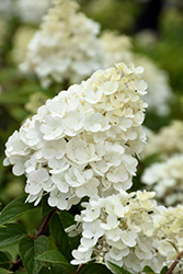 Strawberry Sundae Hydrangea (Hydrangea paniculata 'Rensun') at Parkland Garden Centre