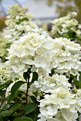 Diamond Rouge Hydrangea (Hydrangea paniculata 'Rendia') at Parkland Garden Centre