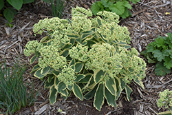 Elsie's Gold Stonecrop (Sedum 'Elsie's Gold') at Parkland Garden Centre