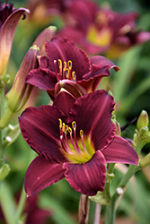 Ruby Stella Daylily (Hemerocallis 'Ruby Stella') at Parkland Garden Centre